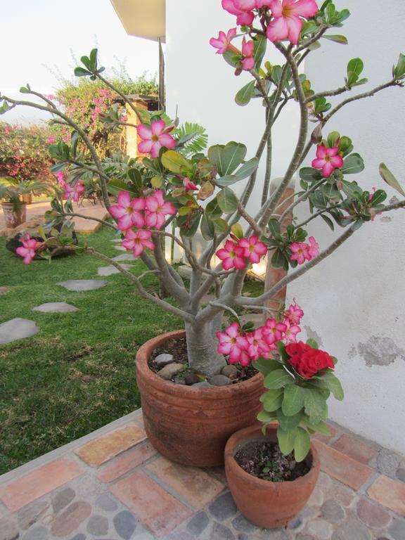 La Colorada Bed & Breakfast Zacualpan Exterior foto